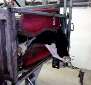 Real live Kansas  cow tipping