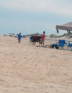 Beach Bull