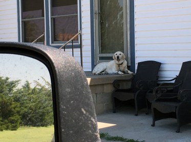 Shadow tied up but still dignified