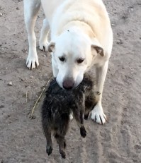 Shadow &amp; raccoon