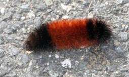 Wooly Bear_normal Winter