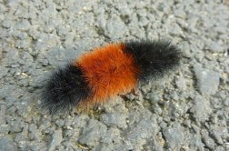 Wooly Bear_sever Winter